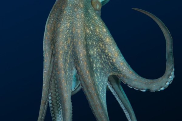 Kraken market3